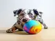 fun-creative-and-simple-ideas-to-play-with-your-dog