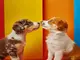 socialisation-secrets-how-to-socialise-your-puppy-safely-and-effectively